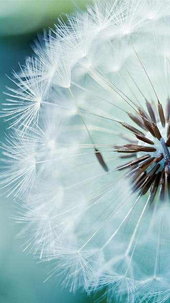 White Dandelion Macro 6 Plus .jpg 1,080Ã1,920 pixels HD phone wallpaper